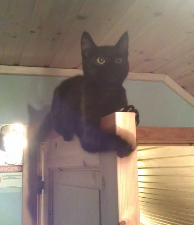 Katten Fisher på toppen av ei dør